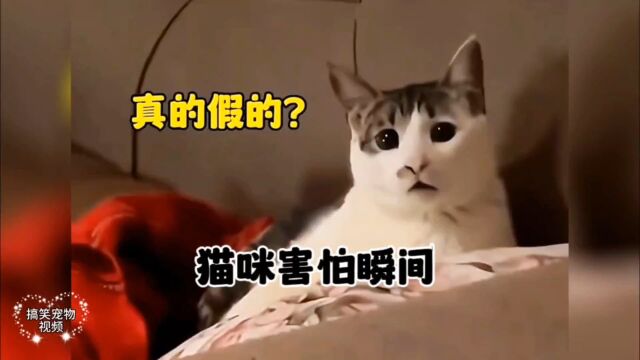 盘点猫咪害怕瞬间,猫:我当时害怕极了