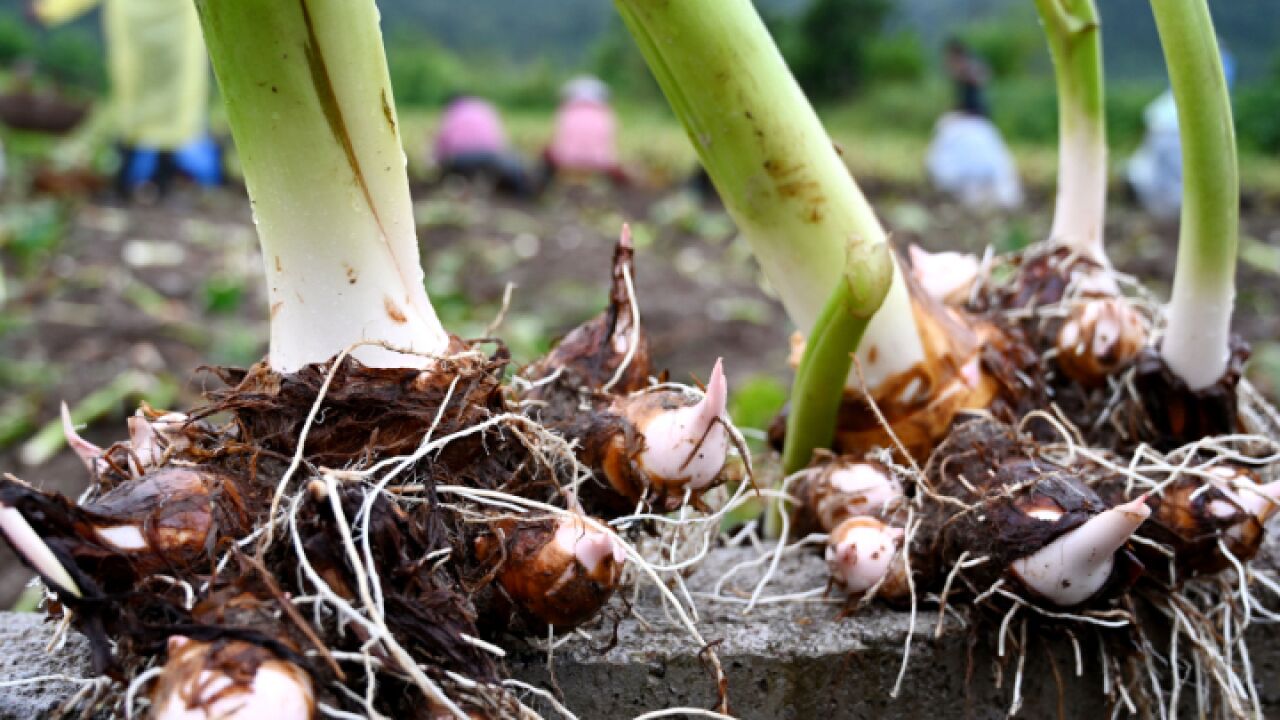 处暑至 收芋忙,浙江武义村民冒雨抢手毛芋