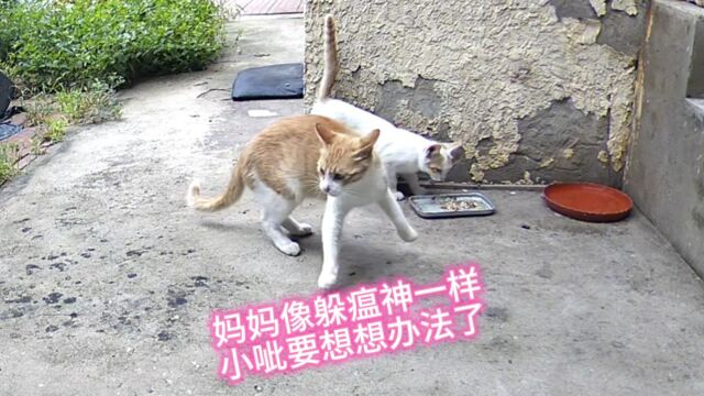 23.8.4 妈妈都不理的小小猫,要和大家亲近