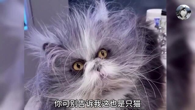 有网友发了只丑猫,结果观众都很激动,来比谁家的猫“丑”