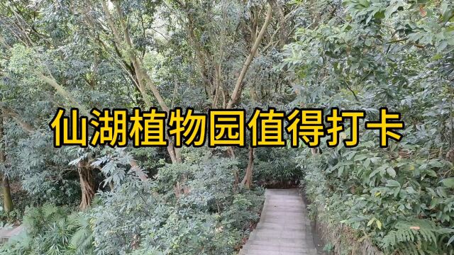 仙湖植物园值得打卡