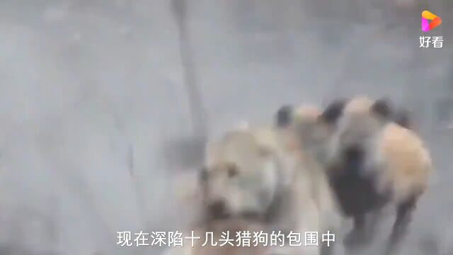 鬣狗与狮子