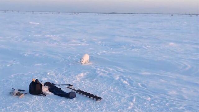 北极狐偷鱼被抓,想出一招逗笑猎人,硬汉猎人送上小鱼吃