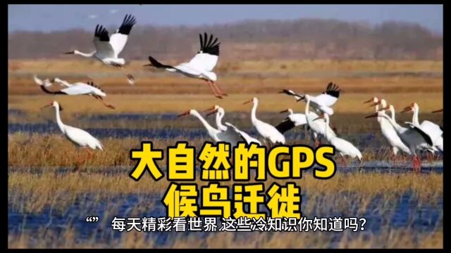 大自然的GPS:候鸟迁徙