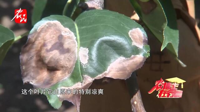 【科技助农】为何今年梨树日灼特别严重?