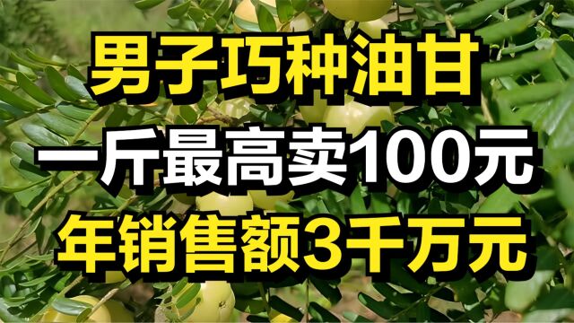 男子巧种油甘,一斤最高卖100元,年销售额达3千万元!