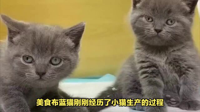 猫咪生产的胎盘,母猫可以吃嘛?