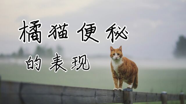 橘猫便秘会怎么样?你不知道的小知识