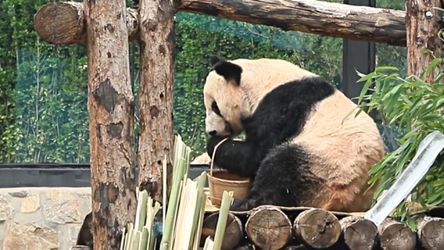 全国人民都知道丫丫胖出褶子啦!提篮子吃胡萝卜太可爱