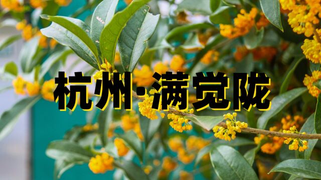 杭州满觉陇的桂花开了,你想带谁一起去欣赏?