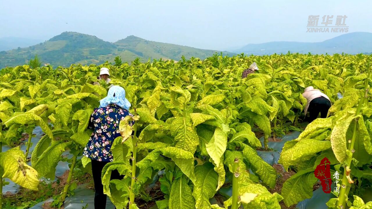 千城百县看中国|山东临朐:丰收时节收烟忙