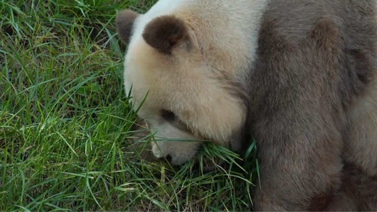 想换个口味?不理饲养员的投喂,大熊猫七仔大口吃草