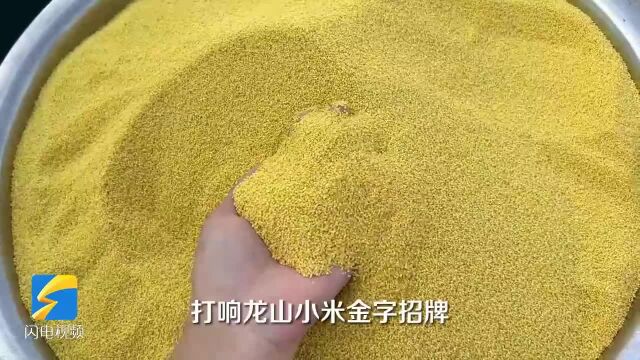 济南市章丘区:又是一年好收成 龙山小米喜获丰收