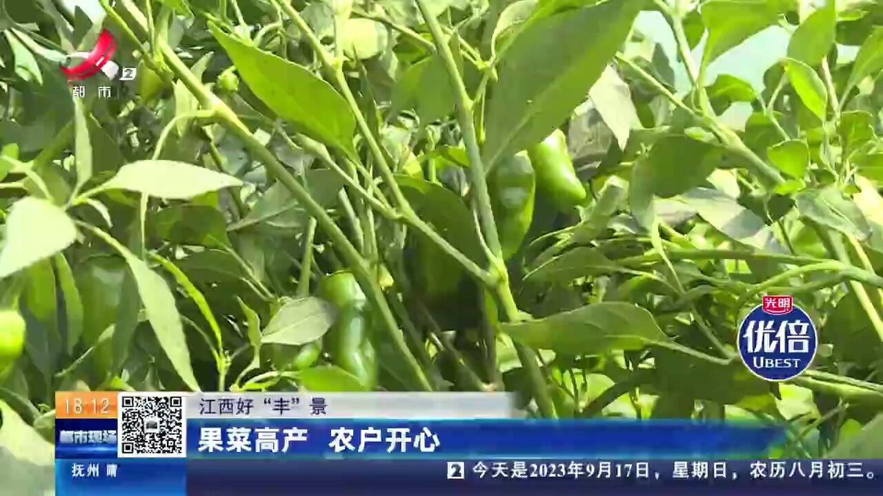 【江西好“丰”景色】果菜高产 农户开心