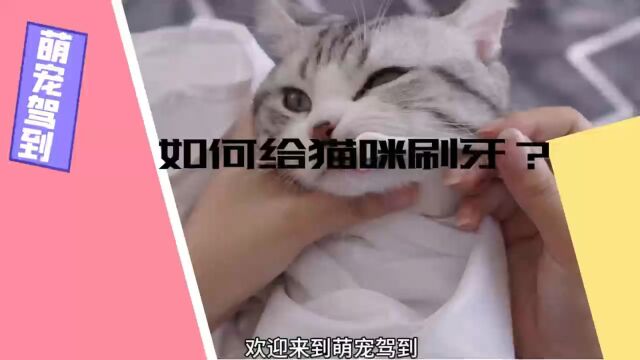 【萌宠驾到】猫咪多大可以刷牙?如何给猫咪刷牙?