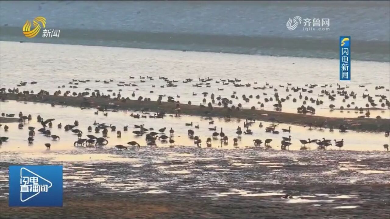 宁阳:月亮湾群雁飞舞,大雁们腾空而起舞动翅膀,宛如空中芭蕾