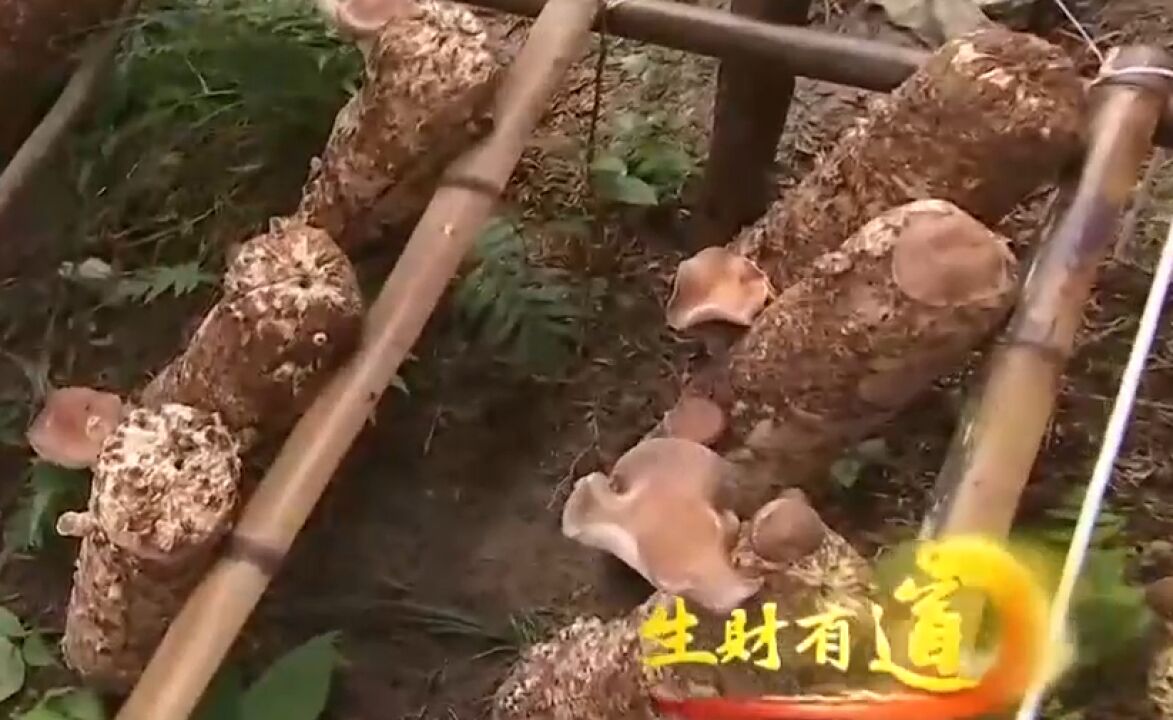 林下种植马桑菌,为当地村民带来财富,每年收益高达上百万元