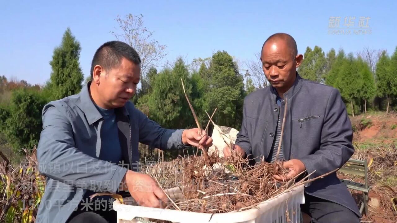 湖北崇阳:产业兴 村庄美 看宜居乡村新图景