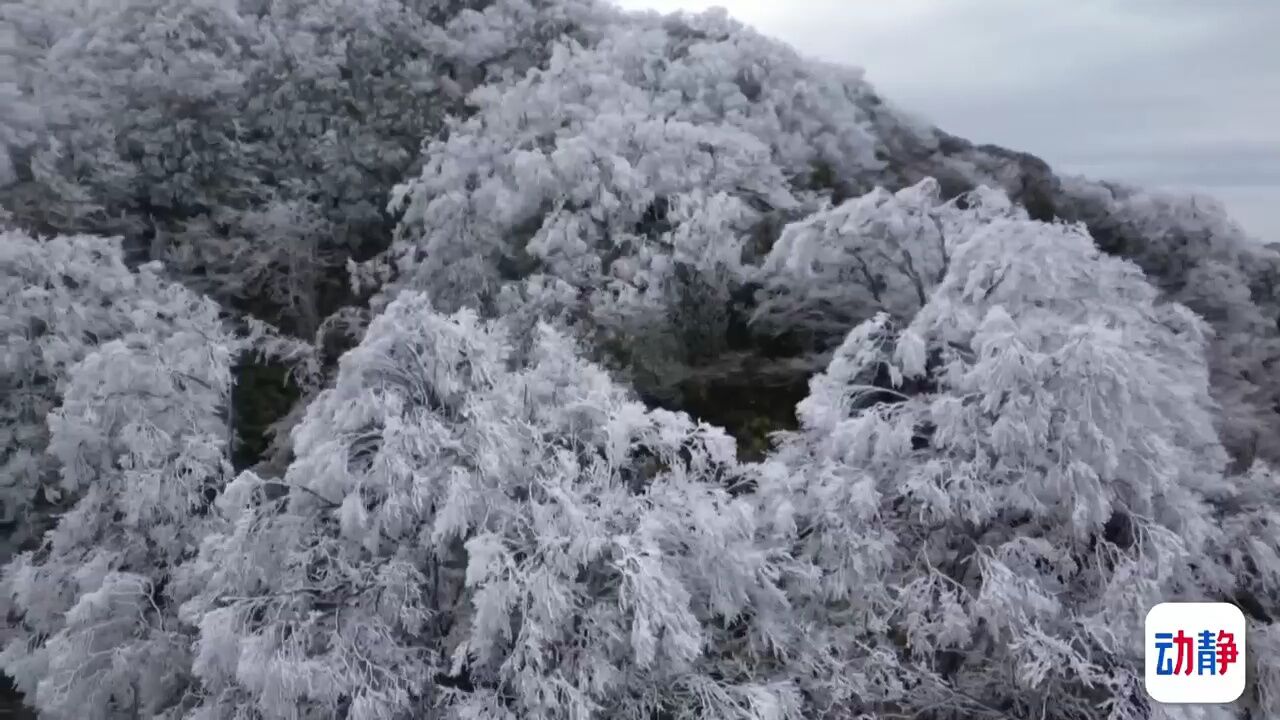 雷公山:雾凇缀满枝头,冬日氛围感拉满!