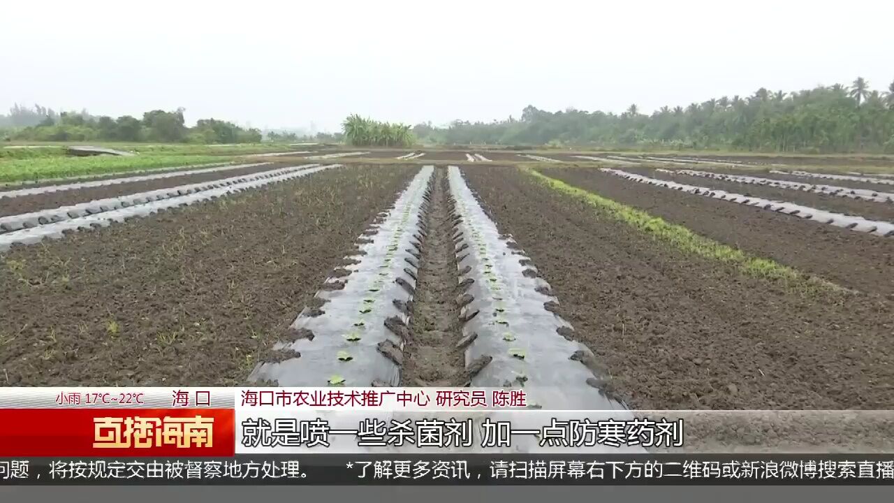 防范低温:冬季瓜菜有寒害风险 农技专家田间“划重点”