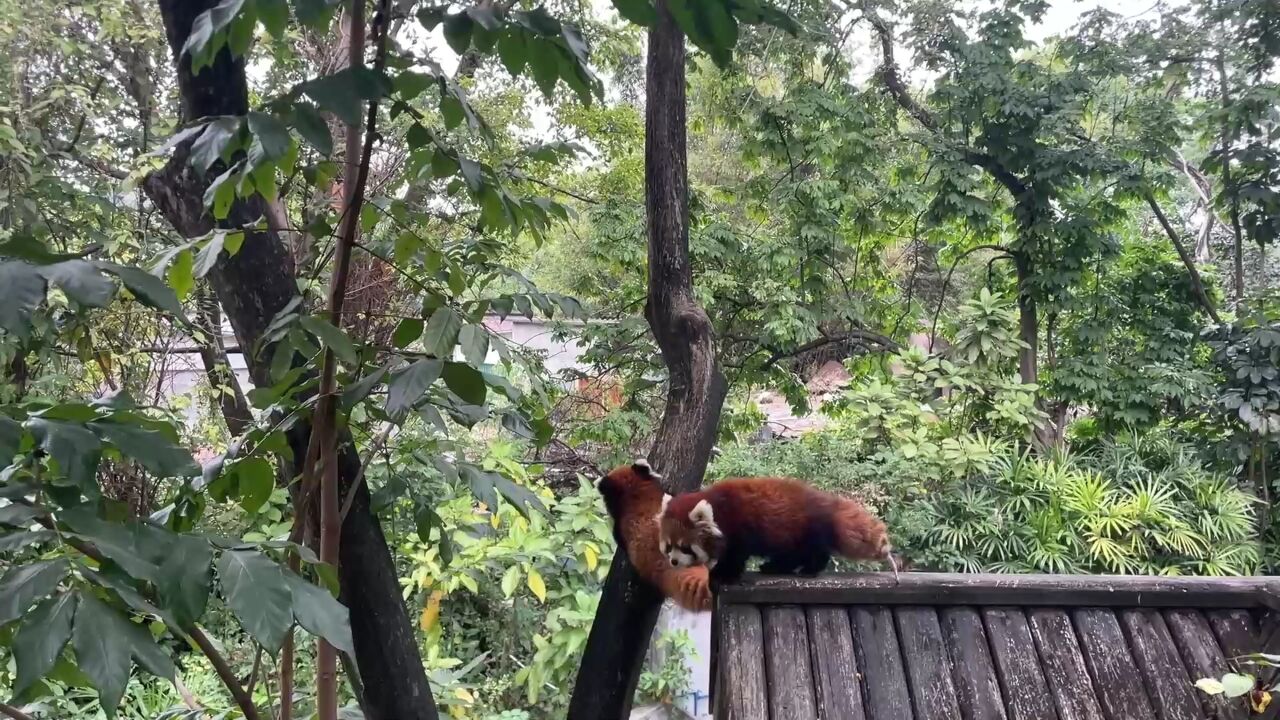 小熊猫又胞胎学爬树