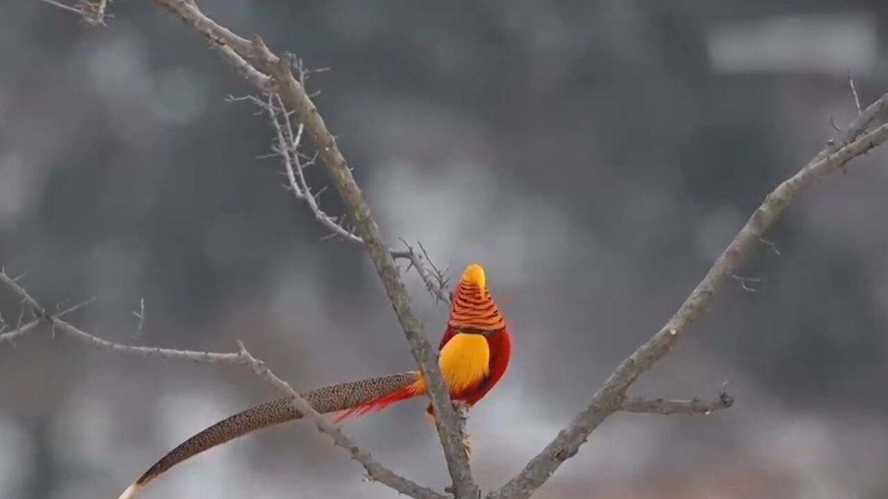 山西临汾:红腹锦鸡雪地嬉戏,场景如画诗意生动