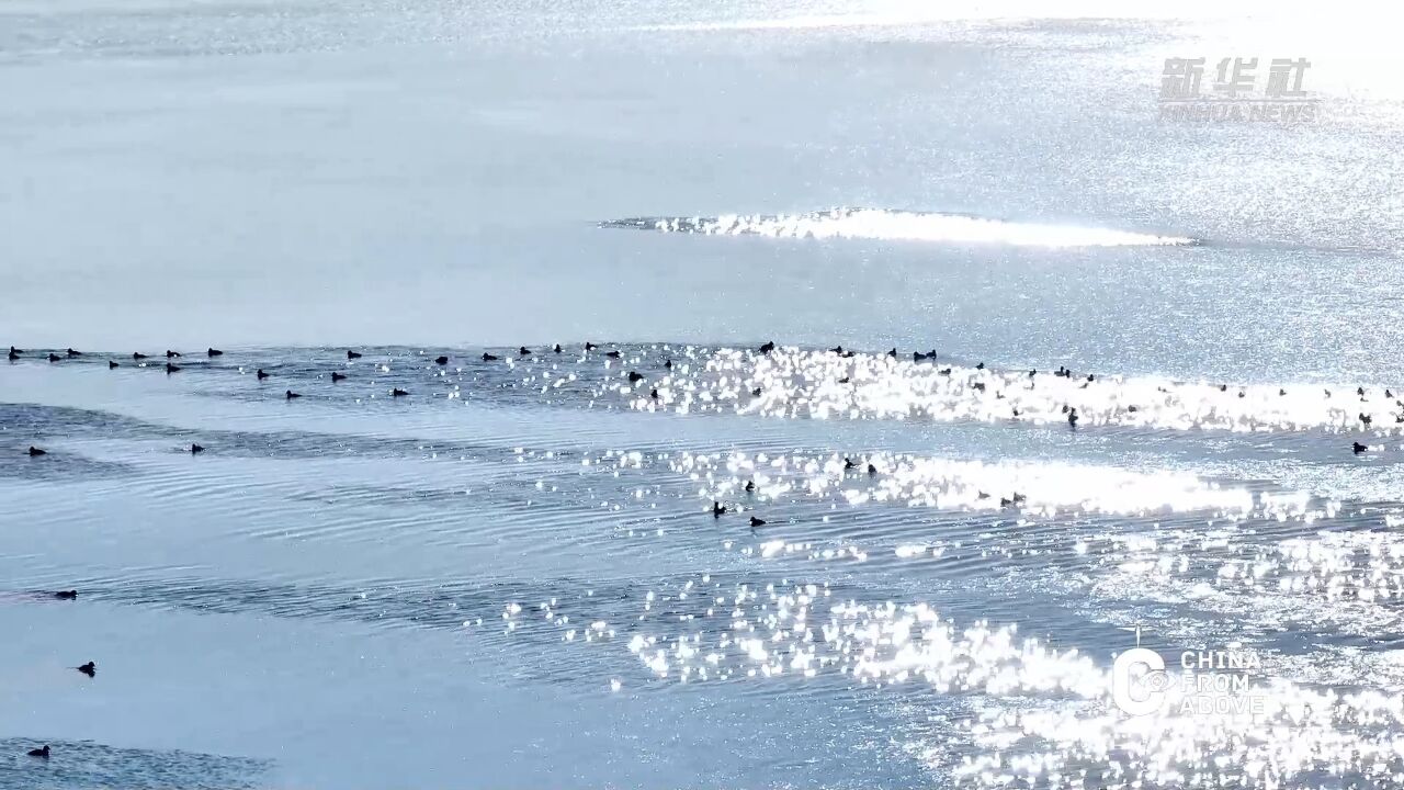 瞰中国|冬日海鸥云集 美景如画