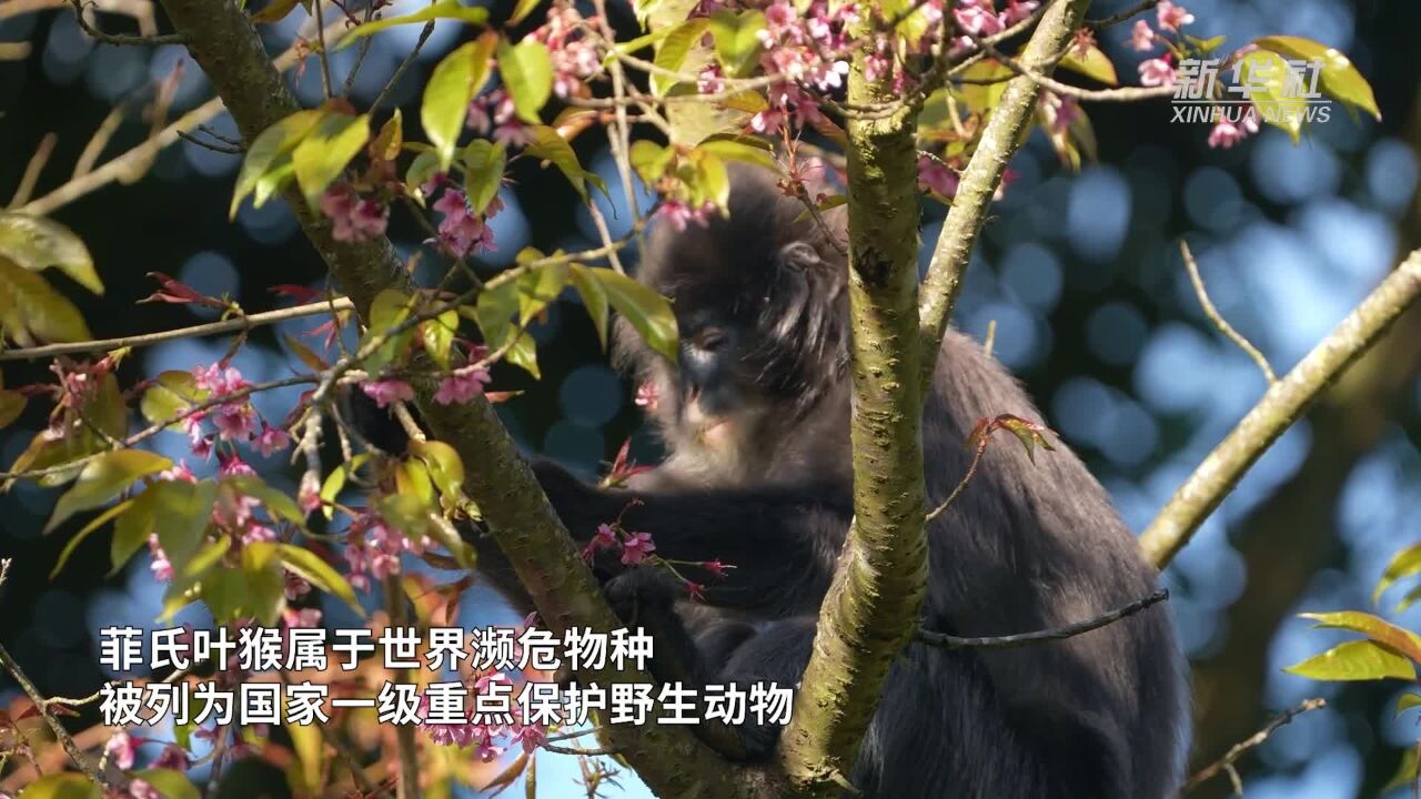 云南德宏:菲氏叶猴享用冬樱花盛宴