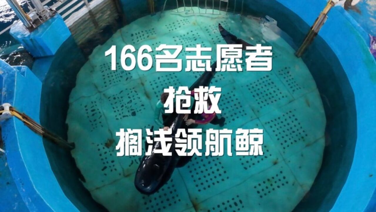 166名志愿者抢救搁浅领航鲸