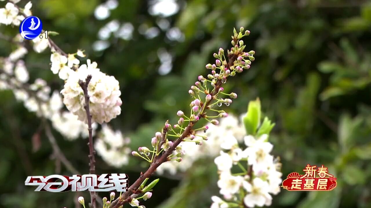 仙游赖店:千亩李花竞相开放 游春赏花正当时