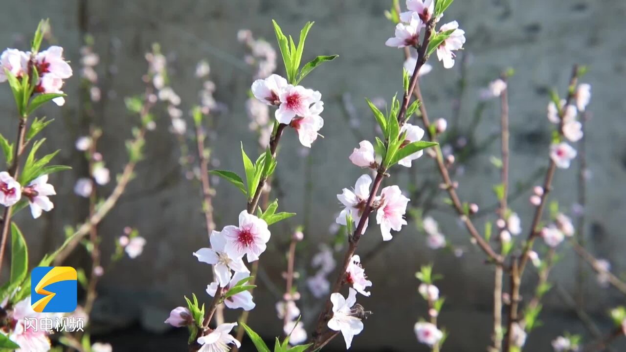 诗画山东|冠县:万亩油桃花盛开 温室大棚变身“桃花源”