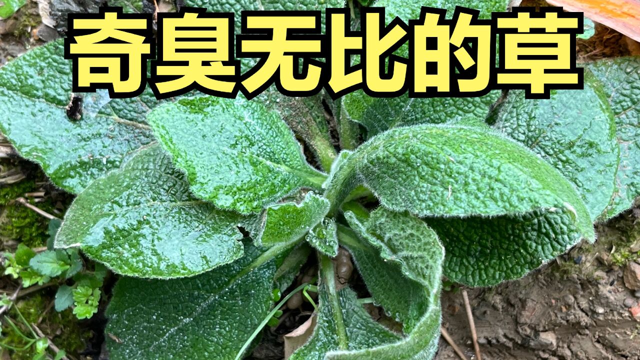 奇臭无比的臭草竟然有这么多的药用作用?天名精是什么精?