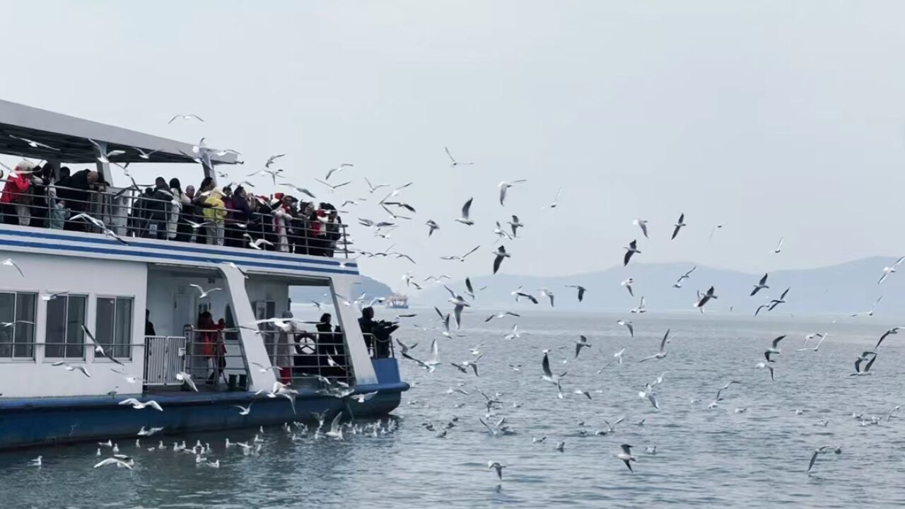 电力大数据助力水治理 越冬红嘴鸥再聚太湖畔