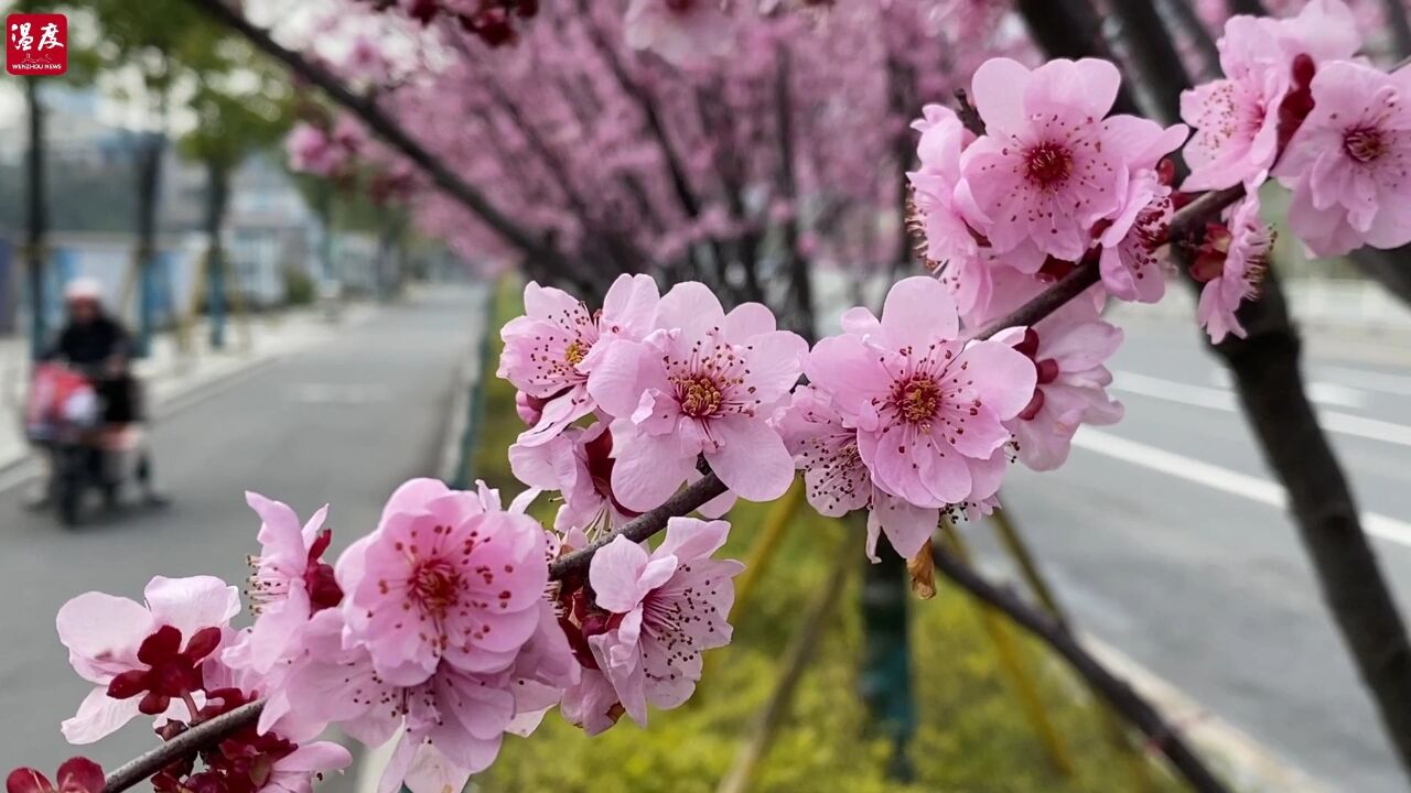 在温州邂逅“梅”好时光!春光明媚 ,踏青赏花去