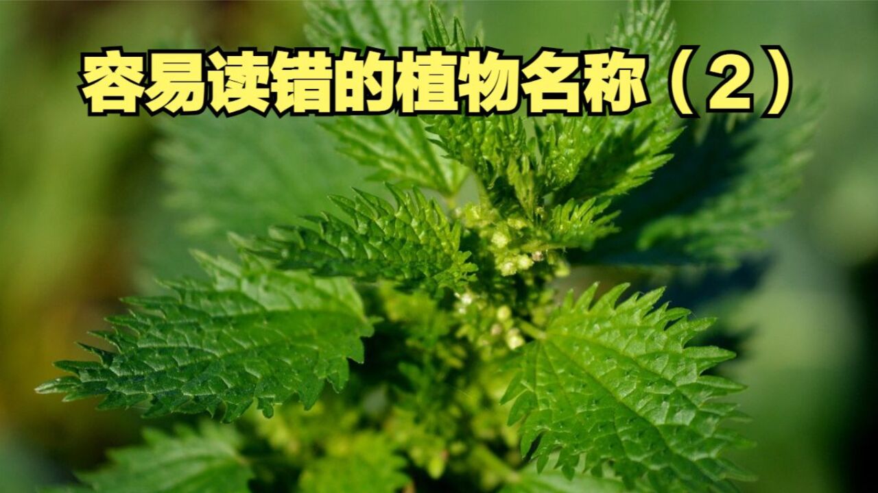 盘点那些容易读错的植物名称(2),你能读对几个?