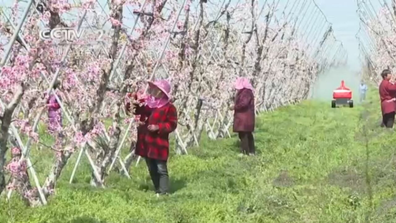 江苏无锡:万亩桃园春耕忙,桃花授粉进入关键期