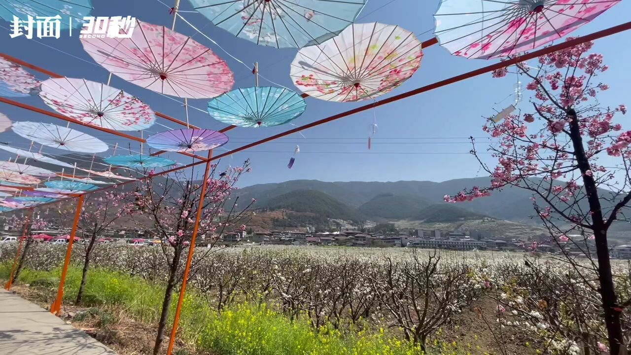 四川米易县万亩梨花开 “花果经济”绘就乡村振兴美丽画卷