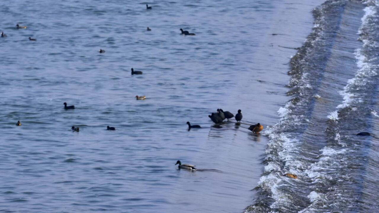 千城胜景|河南汝州:春江水暖鸭先知