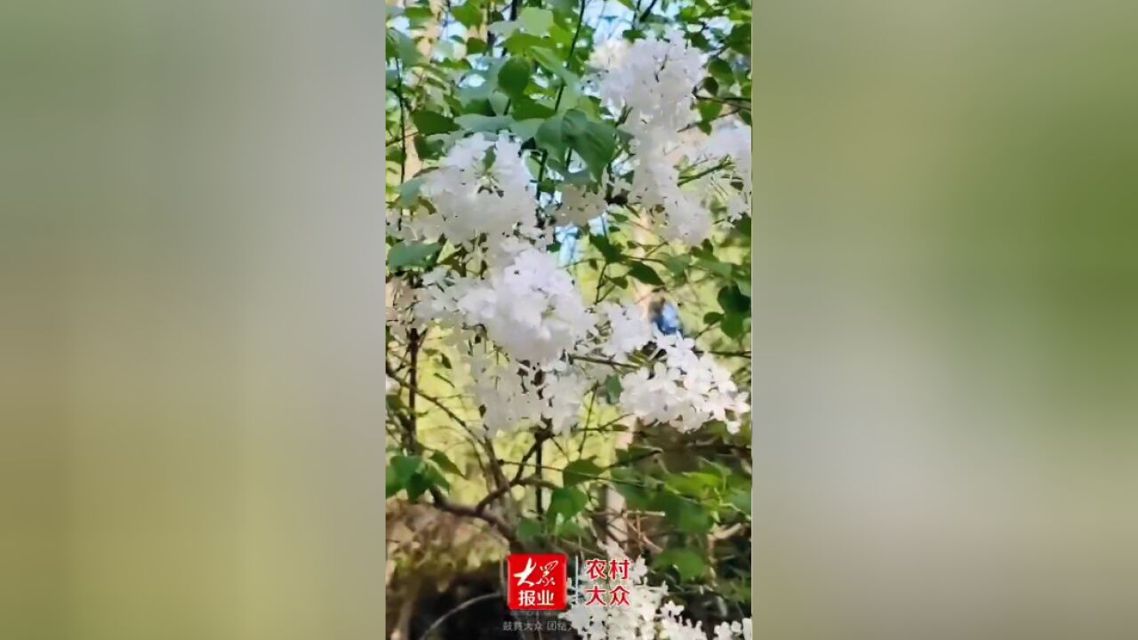 繁花济南春,浅绿更向阳