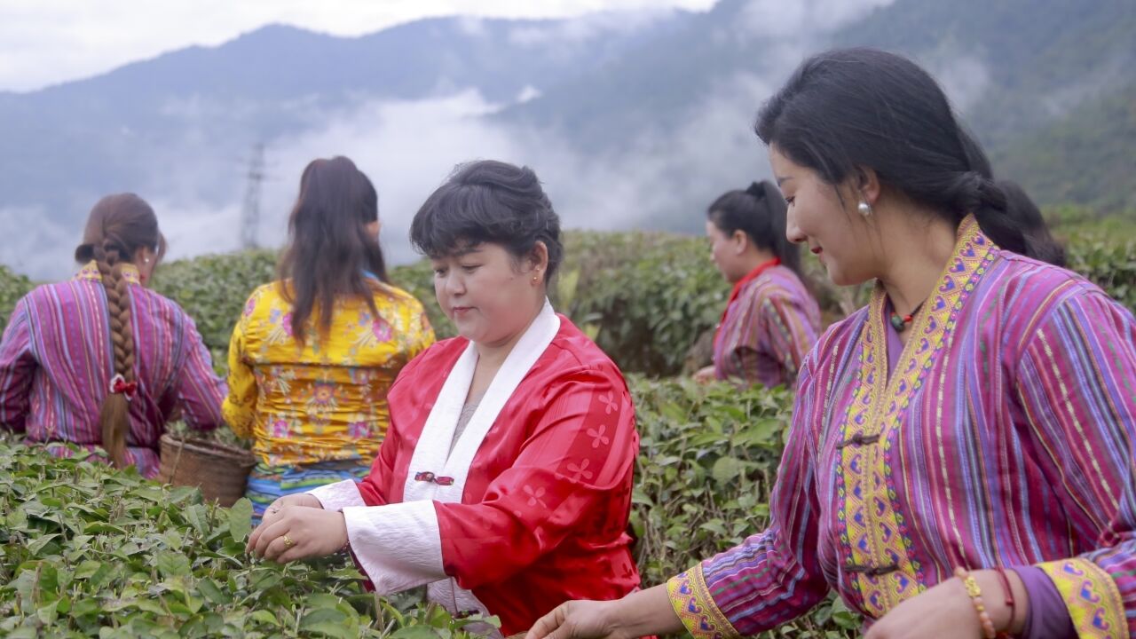 西藏墨脱县:雪域江南美 春茶采摘忙