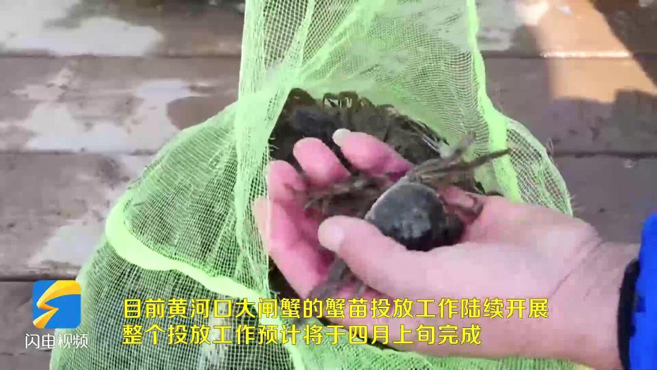 东营市垦利区:蟹来了,蟹来了!黄河口大闸蟹开启蟹苗投放季