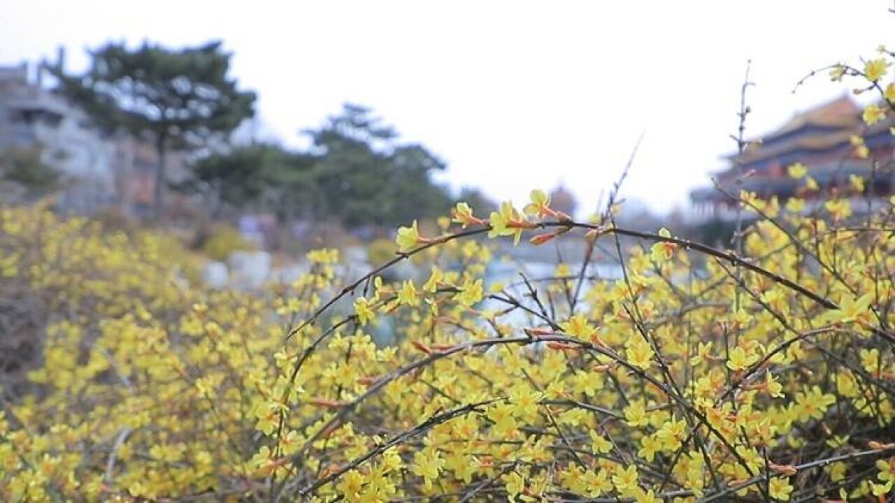 烟台市蓬莱区:迎春花开 春意浓浓