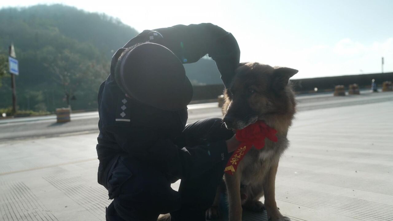 警犬“龙虎”光荣退役 “后辈”衔来大红花