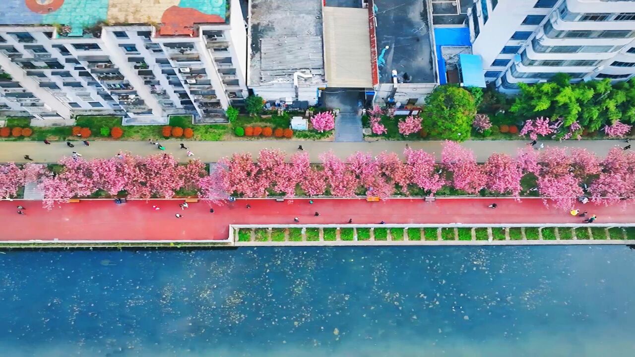 千城胜景|贵州六盘水:水城河畔樱花盛放 市民乐享粉色浪漫