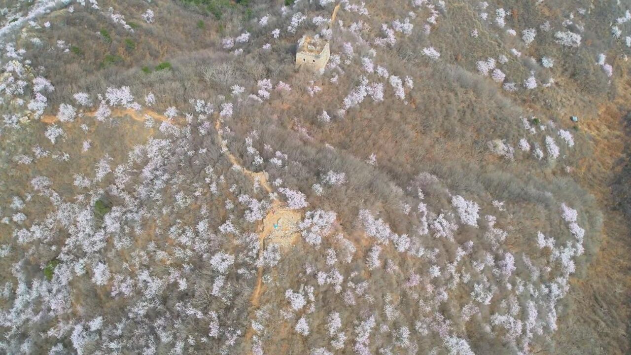 千城胜景|河北迁西:榆木岭上桃花开 无限春光入画来