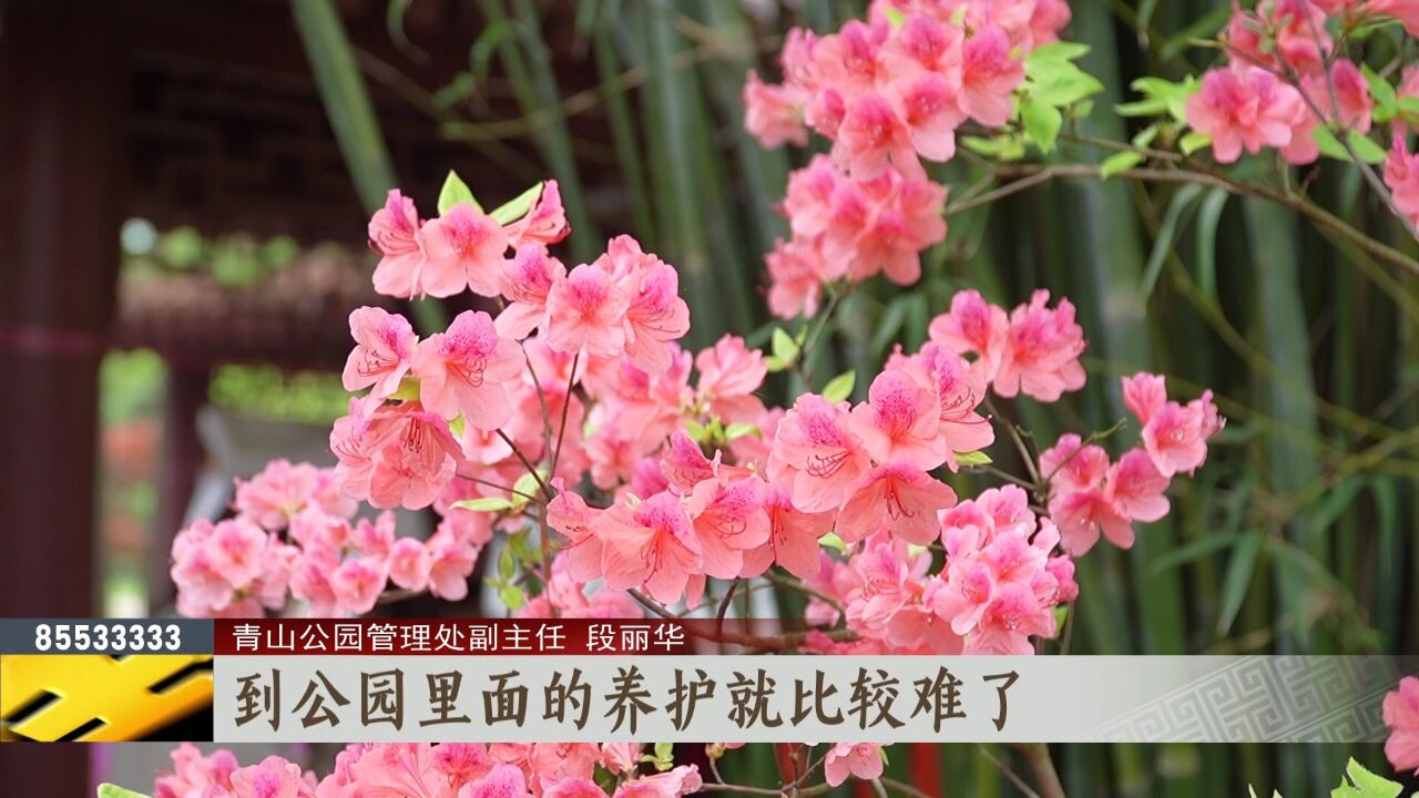 春当潮花成海 青山公园第十三届杜鹃节开幕