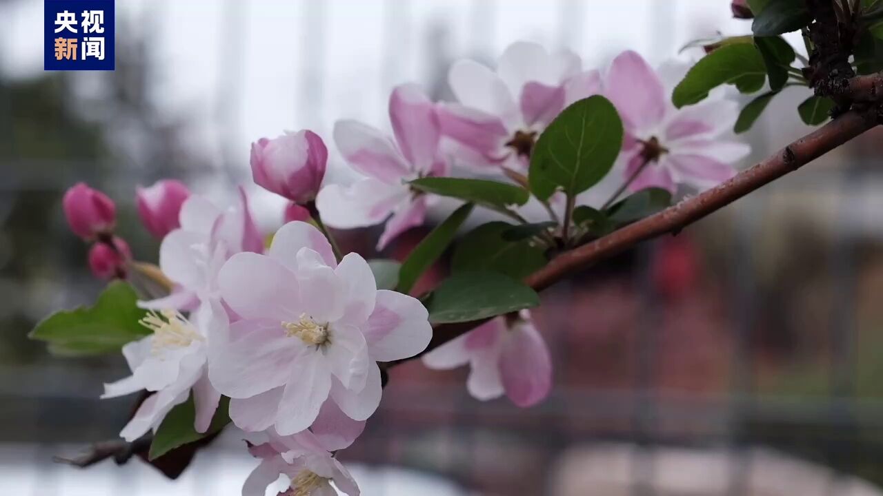 漫步在花开的大同古城 打卡春日浪漫