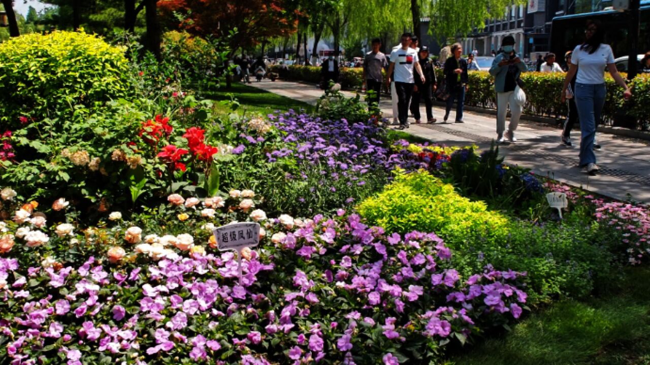 果然视频|大明湖拆围栏建“一湖一环”绿道,奇花异草扮靓湖岸