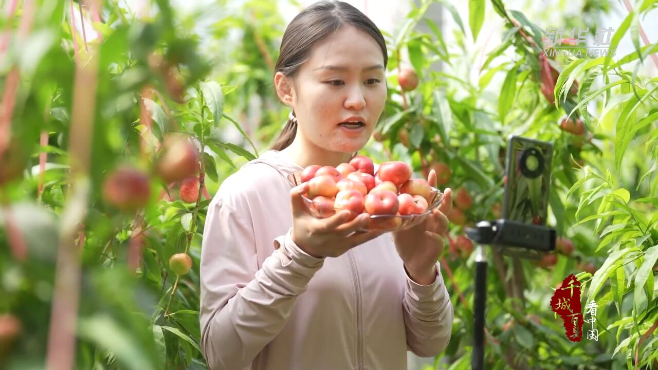 千城百县看中国 丨河北广宗:蟠桃飘香 农民致富