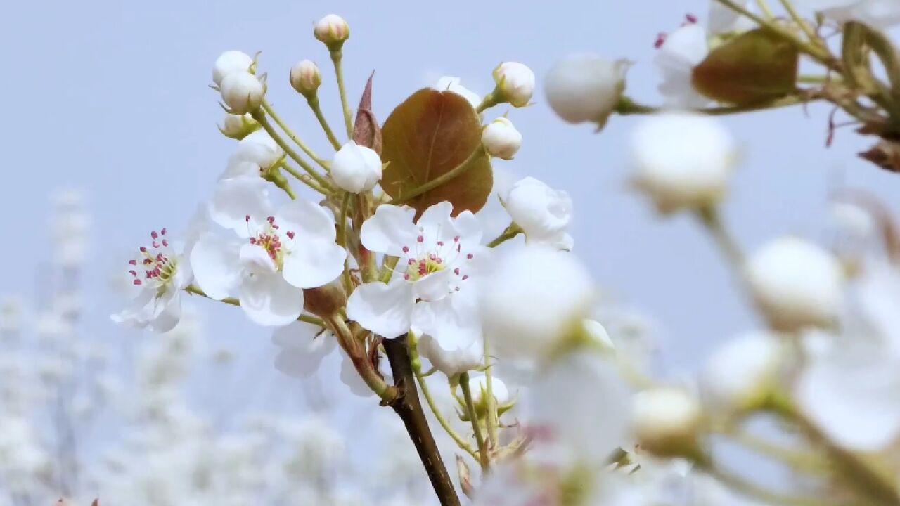 千城胜景|河北大名:千亩梨花开 赏花正当时